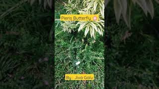 Kupu Kupu Putih Cantik Pieris Butterfly #shorts #kupukupu #butterfly #pieris #beautiful #slowmotion