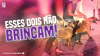 CASAL DE PASTOR BELGA MALINOIS "ATACANDO"/ TREINAMENTO E FIGURAÇÃO!