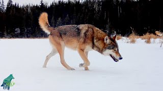 Seven months on a frozen beaver pond