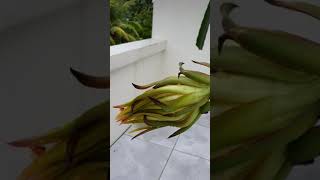 Dragon fruit trellis monthly update