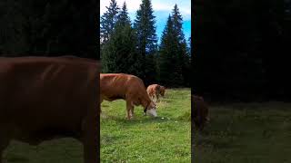 Cows moo. Tractor. Birds. ASMR #SHORTS