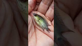 Mini Black Bass KW Super | Micro Fishing Tanago