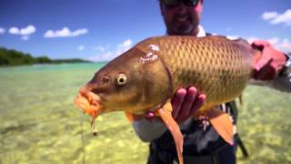 CARPLAND: Fly Fishing the Great Lakes for Carp