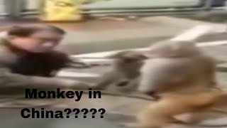 Top 5 Stupid F***ing Monkey (This Video have 2 Honorable Mentions, Strong Language at Opening Title)