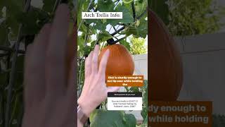 Pumpkins growing vertically on arch trellis made of cattle panel