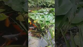 nie tylko dzieci w przedszkolu mlaskają #jacuś #koifish #karpkoi Koi Pond and Koi Feeding WATERFALL