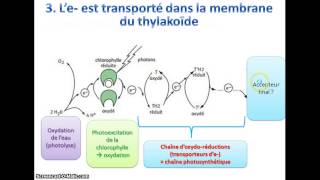 La phase photochimique de la photosynthèse