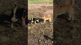 3 months old @ dogpark puppies playing w/ the pack leader