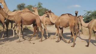 Camel Enthusiasm Is Adorable || Camels Are Excited In Village  Desert