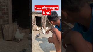 🕊️ 1km छोड़ा कबूतर है #kabutar #trending #shorts #ytshorts #video #pigeon #kabootar