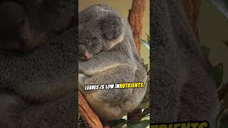 Learn more about Koalas #stronglimbs #fluffyears #