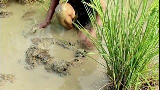 wow Amazing lovely Girl Fishing - Cambodia Traditional fishing - How to Catches Fish (Part 119)