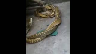 Golden snake couple