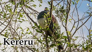 Kereru / New Zealand Pigeon in mid-Winter #birds #birdsong #newzealandnature #4k #kereru