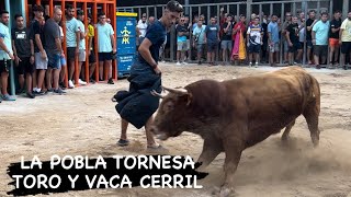 LA POBLA TORNESA 12.8.24 TORO SERGIO CENTELLES Y VACA DE MANOLO BELTRÁN