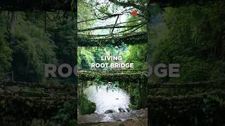 Unbelievable Root Bridges of India | Meghalaya #discovermeghalaya