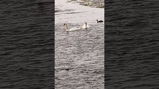 SWANS, CYGNETS AND DUCKS