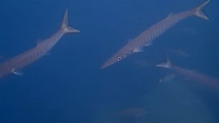 Fish barracuda and mullet underwater camera  Tenerife 06- 2014