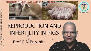 Unraveling the Mysteries of Swine Reproduction