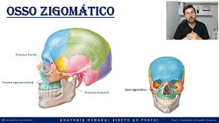 Osso zigomático - Anatomia do crânio - Sistema esquelético - Anatomia direto ao ponto!