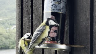 Great Tits, Eurasian Blue Tits and House Sparrows