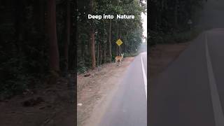 Jungle ride to spot Deer