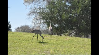 A pleasant visit by a pair  of probably Missisipy sandhill  cranes