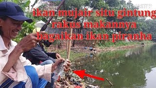 IKAN MUJAIR SITU GINTUNG RAKUS MAKANNYA BAGAIKAN IKAN PIRANHA