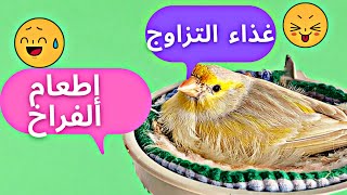 غذاء الكناري في موسم التزاوج
 و عند وضع البيض