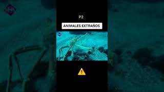 Animales Extraños #Shorts