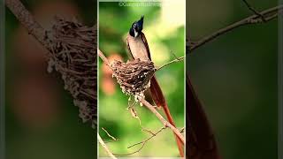 Heartwarming Moment: Birds Feed Hungry Hatchlings!  #trendingshorts #birds #shortsfeed  #wildlife