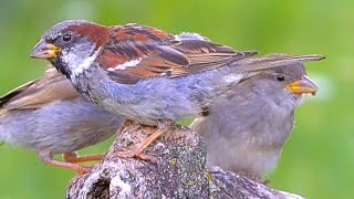 The Pigeon has been Routed. House Sparrows Have Taken the Tree Stump Back [4K]