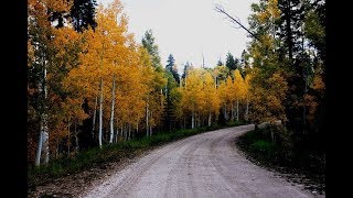 WAY FROM RIGA TO BEAUTIFUL LATVIAN FOREST🍁🍂🍁🍂🍁🍂 ДОРОГА ИЗ РИГИ В КРАСИВЫЙ ЛЕС ЛАТВИИ🍂🍁🍂🍁🍂