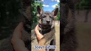 Щенки немецкой овчарки. Puppy shepherd dog. #puppydog #puppy #dog #dogs #shepherd #germanshepherd