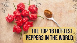 🔥Top 16 Hottest Peppers In The World//What Are The Hottest Peppers In The World?