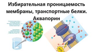 Избирательная проницаемость мембраны, транспортные белки. Аквапорин