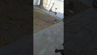 Cat as predator in #rasalkhaimah Cat is hunting what to eat #shorts #dubai #love #diy  #subscribe