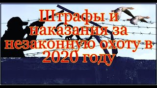 Штрафы и наказания за незаконную охоту в 2020 году