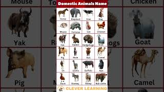 Domestic Animal Name #shorts