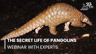 Webinar: The Secret Life of Pangolins