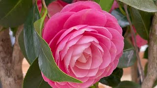 Camellia PINK PERFECTION @Myhomegarden-unlimited