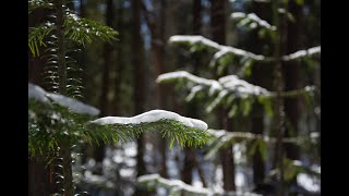 Призываем весну