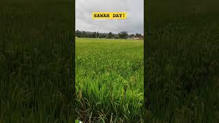 SAWAH DAY! #views #sawah #petani #pemandangan