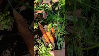 Carrot Harvest  24  #gardening #ontario #carrots