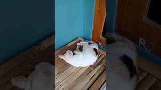 Kucing pada tidur siang