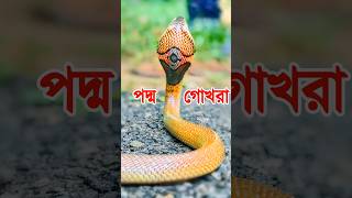 পদ্মগোখরা কেন এতো ভয়ংকর হয় জেনে নিন #snake #সাপ #shorts