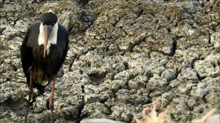 woolly necked stork