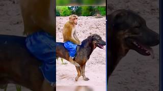 monkey and dog funny video#dog#monkey#funny