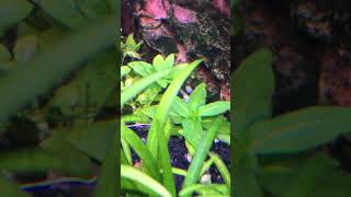 S repens growth / styrogyne repens #srepens #styrogynerepens