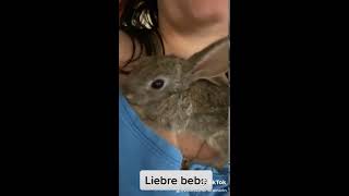 Mi baby de  conejo liebre ya casi 3 meses,criada a mano en caca